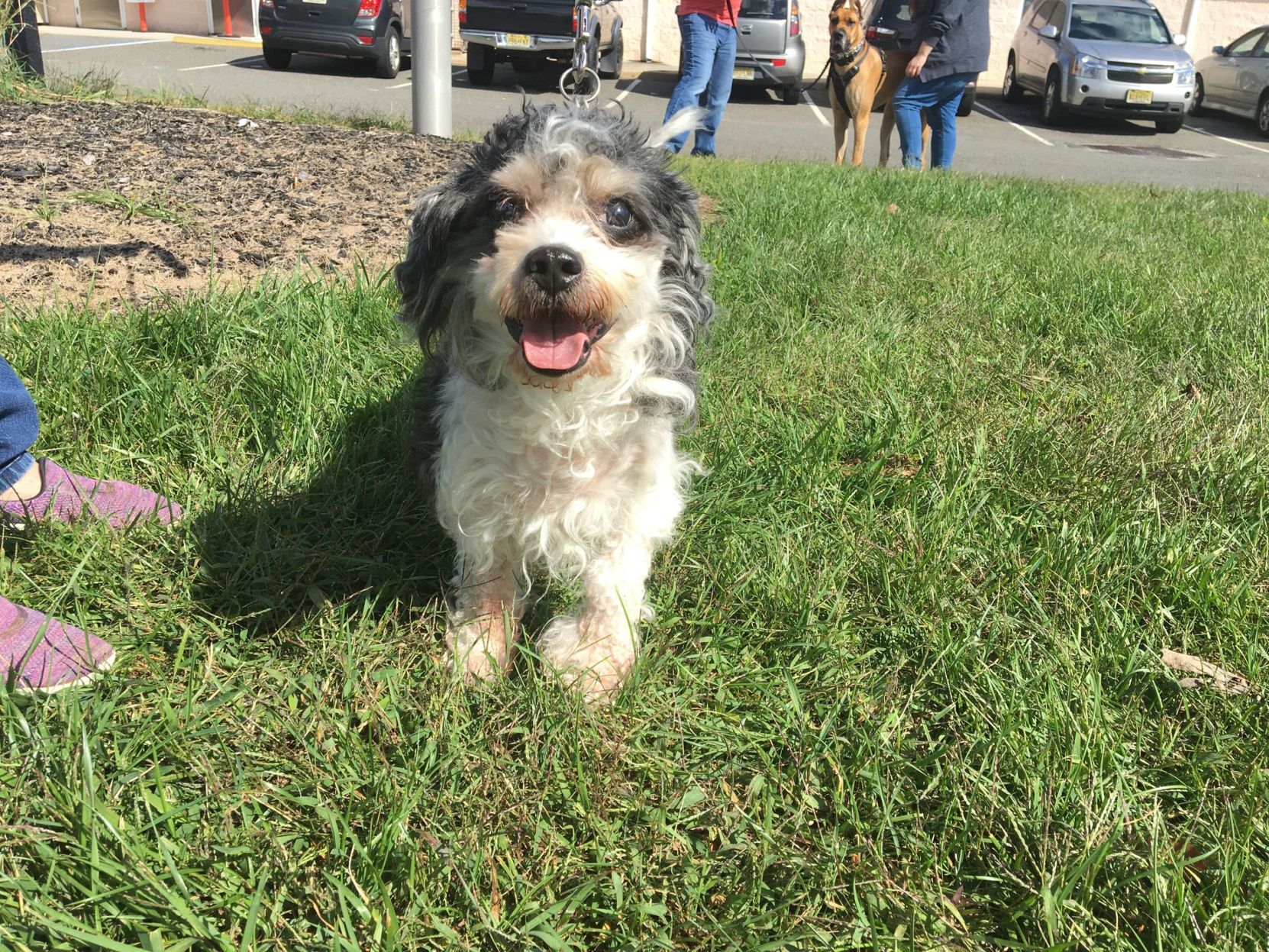 shelter dogs (26).jpeg